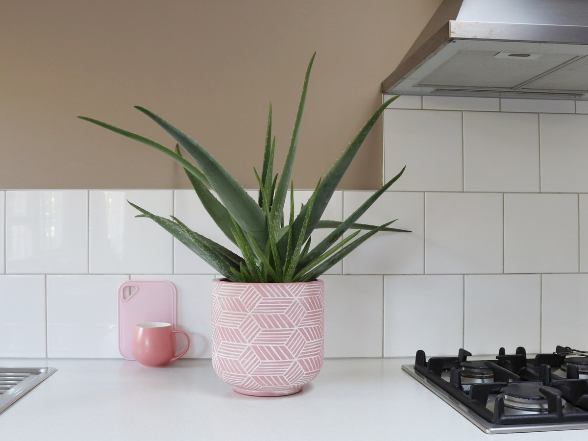 aloe plant in a pink pot on a kitchen countertop