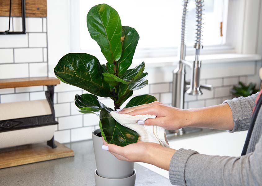 cleaning the leaves of a fiddle leaf fig plant in the kitchen
