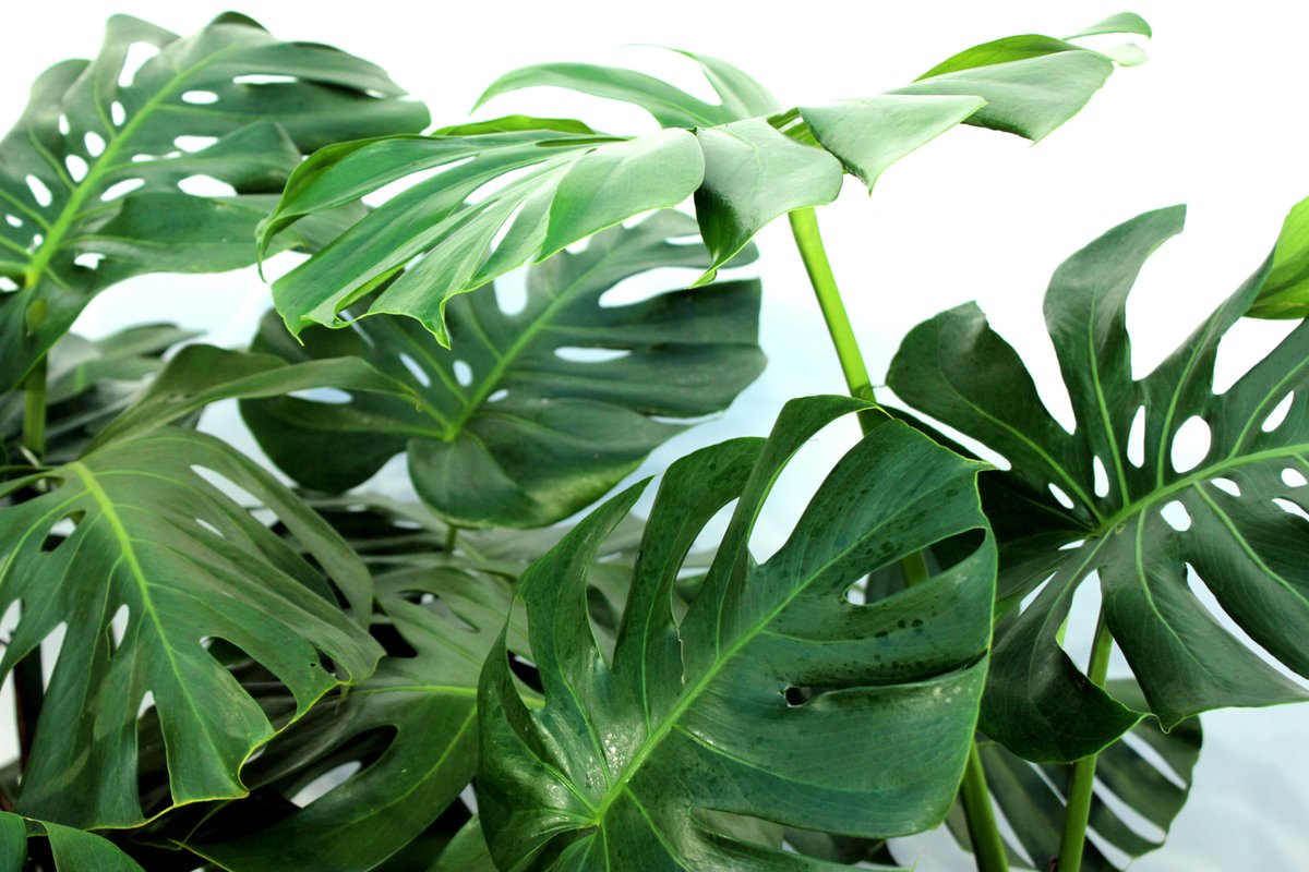 monstera plant with large green full leaves