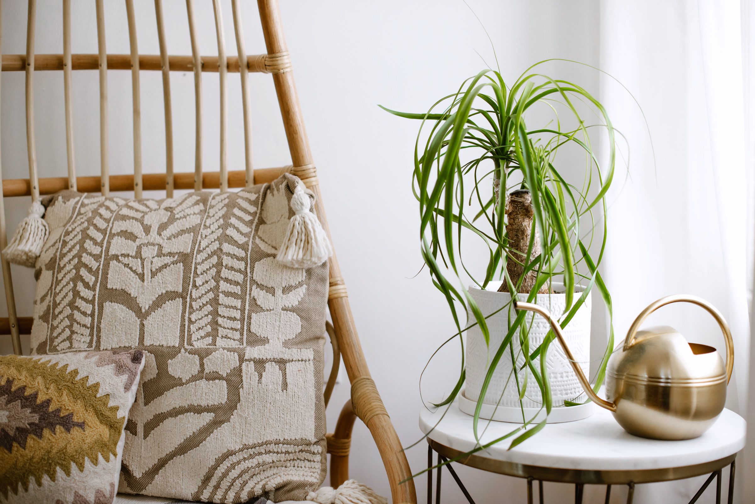 dragon tree plant on a side table next to a chair