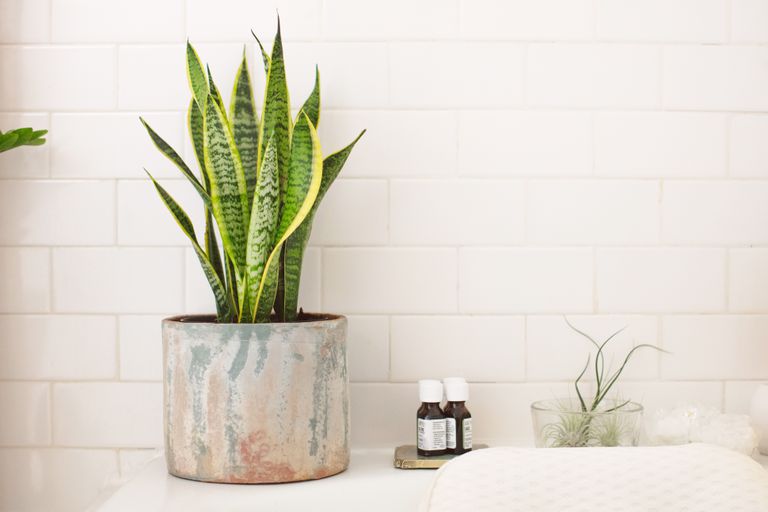 snake plant in a pot on the countertop
