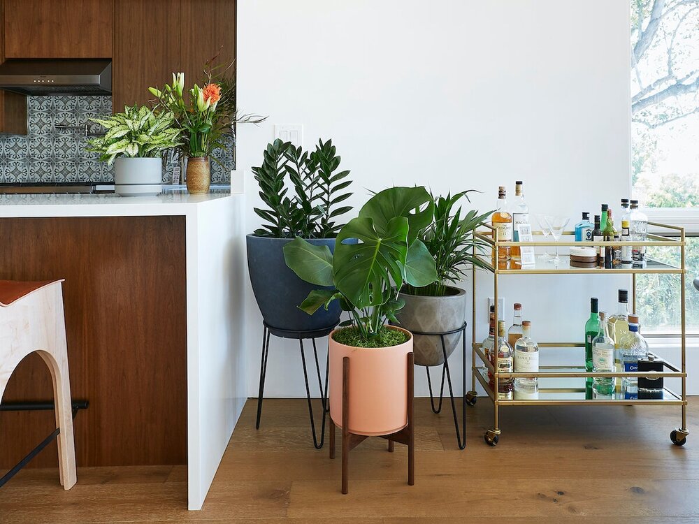 indoor potted floor plants in kitchen alcove